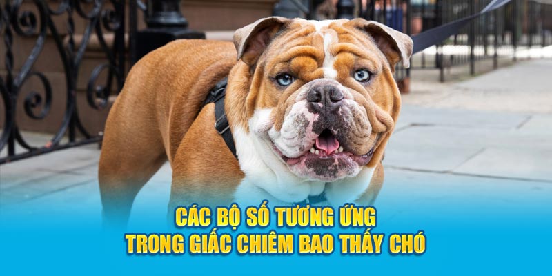 Các bộ số tương ứng trong giấc chiêm bao thấy chó