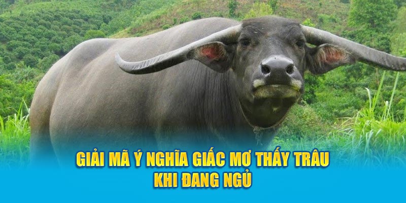 Giải mã ý nghĩa giấc mơ thấy trâu khi đang ngủ