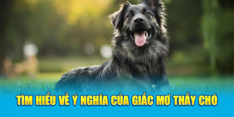 Tìm hiểu về ý nghĩa của giấc mơ thấy chó