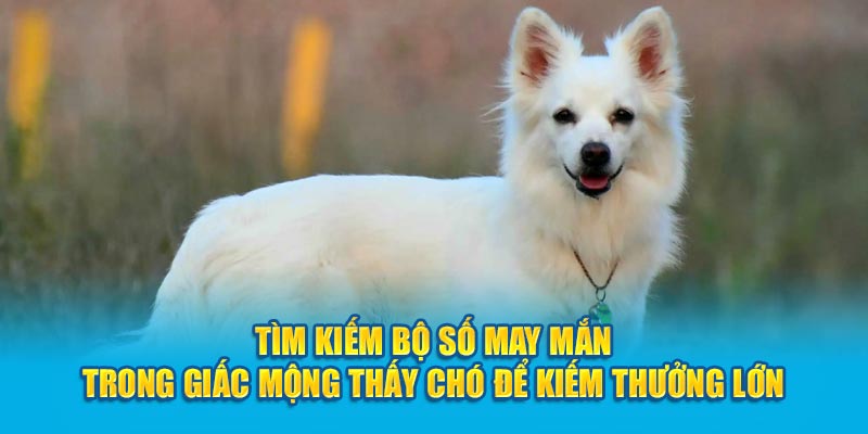 Tìm kiếm bộ số may mắn trong giấc mộng thấy chó để kiếm thưởng lớn 