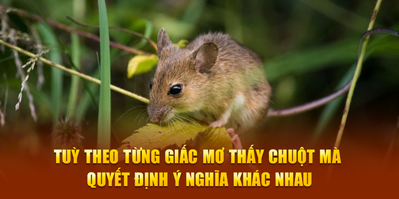 Tùy theo từng giấc mơ thấy chuột mà quyết định ý nghĩa khác nhau